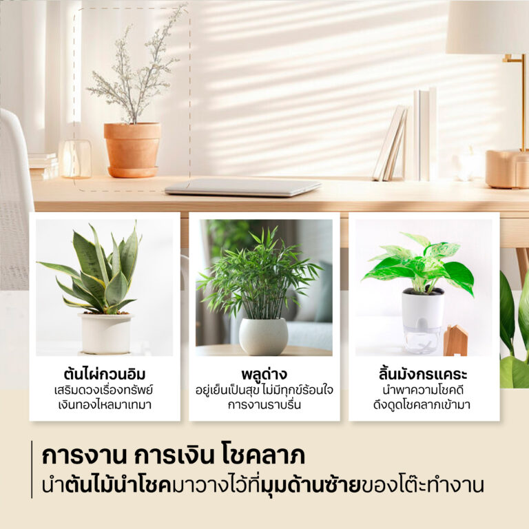 ต้นไม้มงคล ต้นไม้เสริมดวง จัดโต๊ะทำงาน